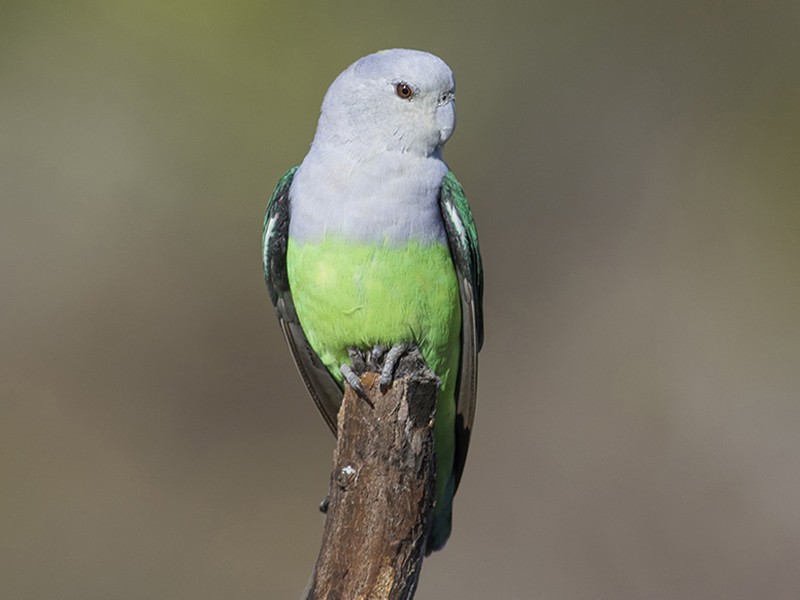 Vẹt Grey Head Lovebird 