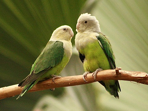 Vẹt Grey Head Lovebird 