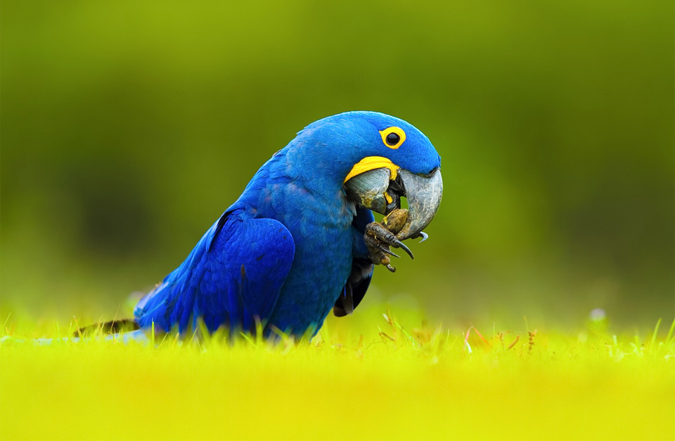 Vẹt Hyacinth Macaw