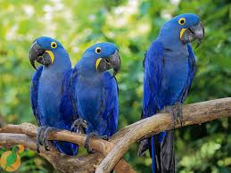 Vẹt Hyacinth Macaw