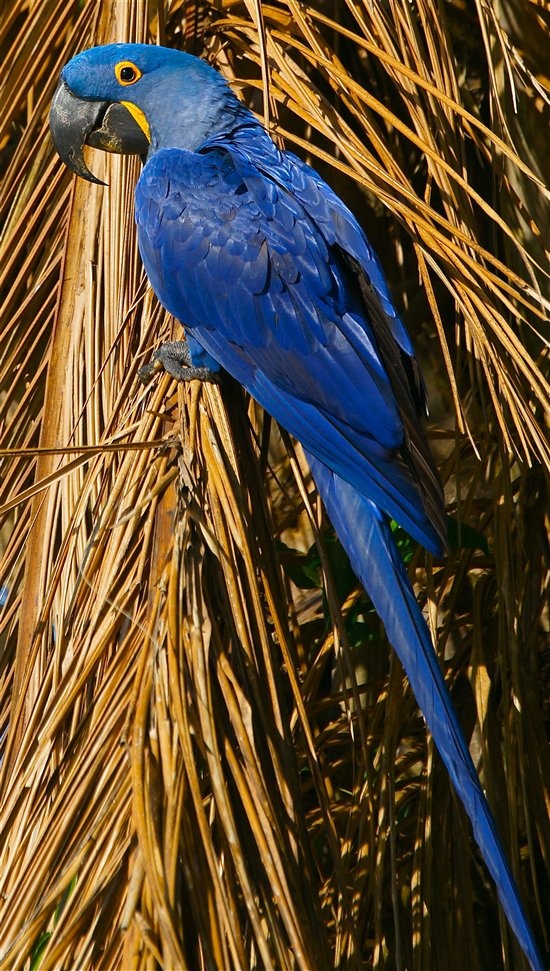 Vẹt Hyacinth Macaw