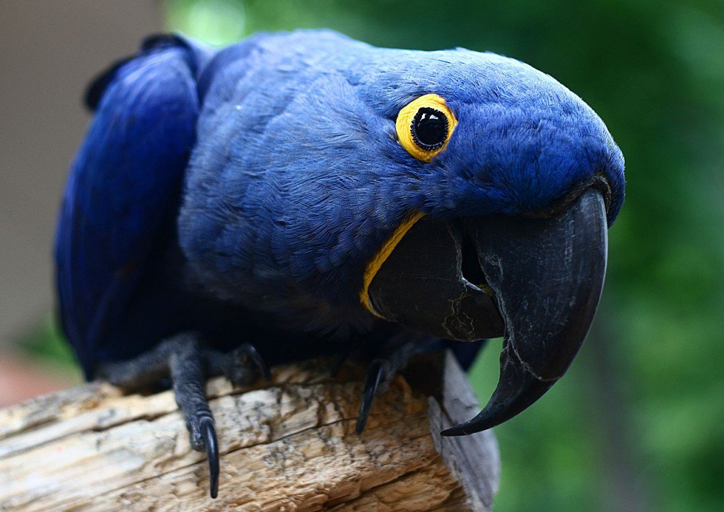 Vẹt Hyacinth Macaw