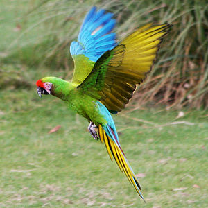 Vẹt Macaw