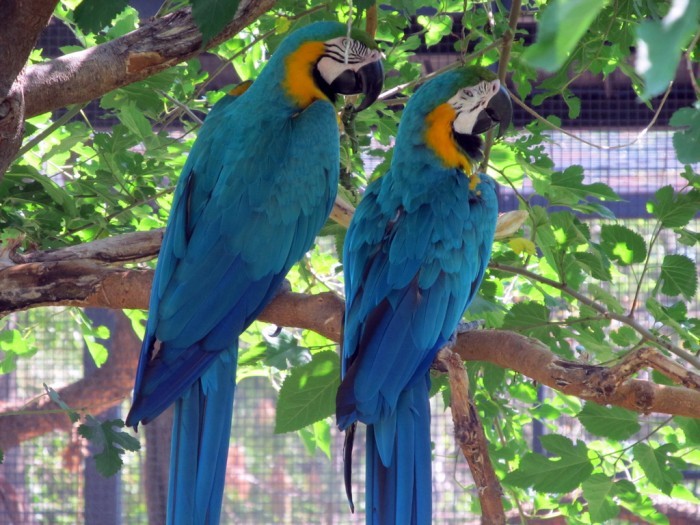 Vẹt Macaw Blue and Gold