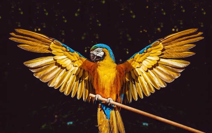 Vẹt Macaw Blue and Gold