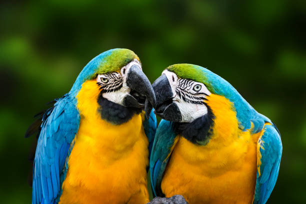 Vẹt Macaw Blue and Gold