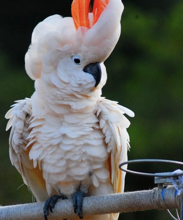 Vẹt Moluccan Cockatoo 