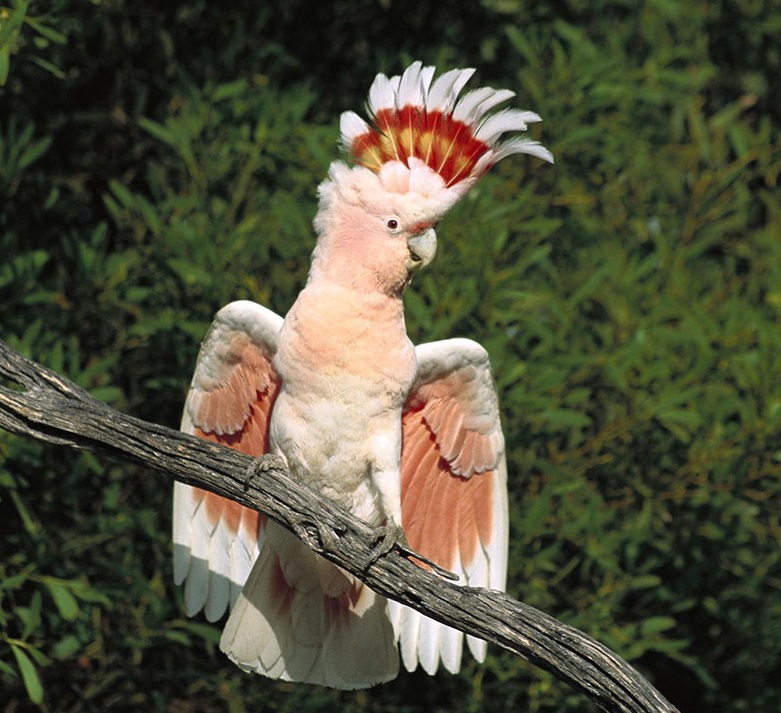 Vẹt Moluccan Cockatoo 