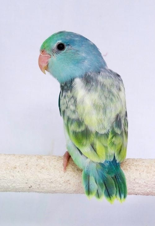 Vẹt Parrotlet