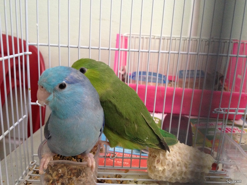 Vẹt Parrotlet