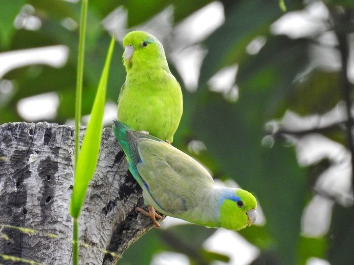 Vẹt Parrotlet