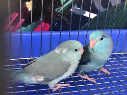 Vẹt Parrotlet