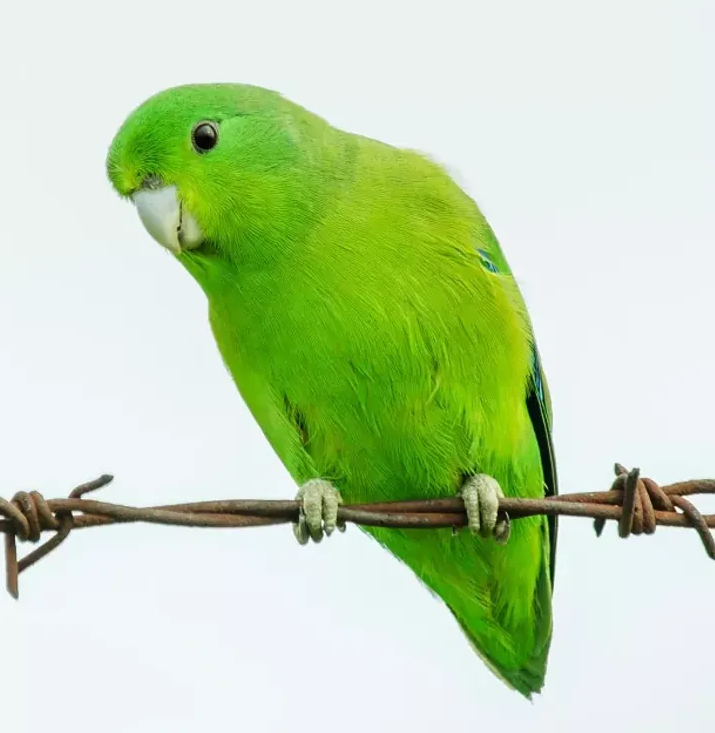 Vẹt Parrotlet