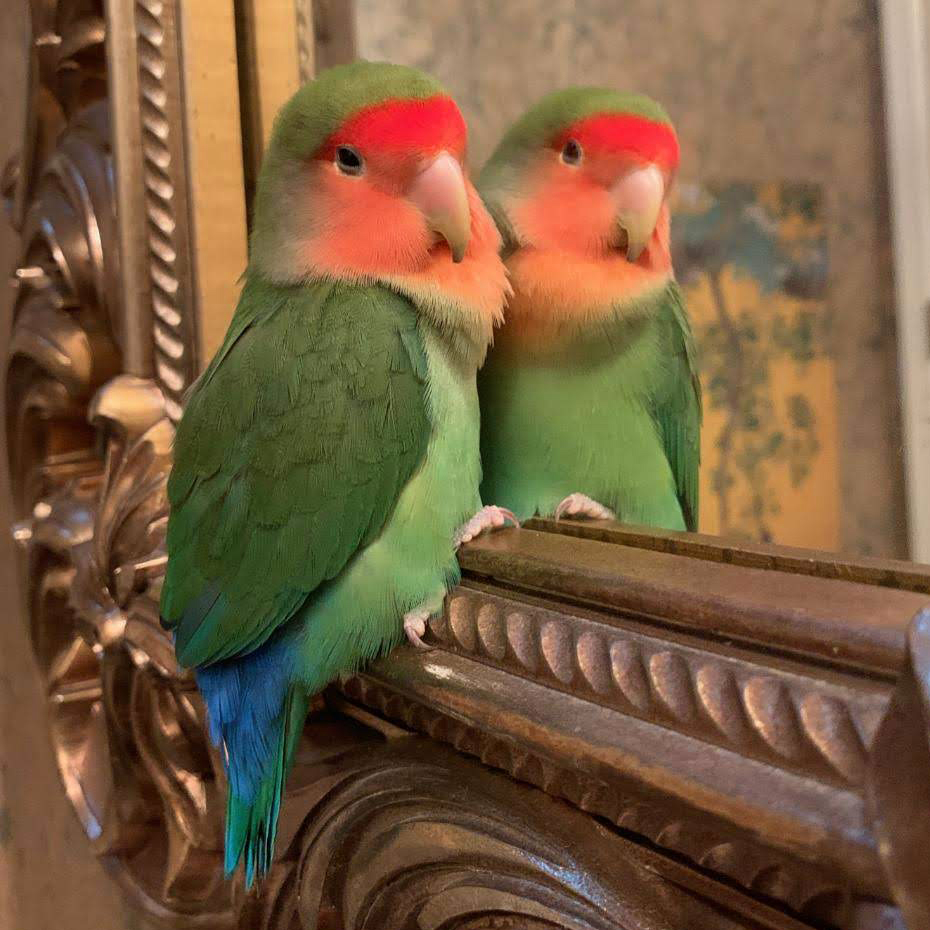 Vẹt Peach Face Lovebird