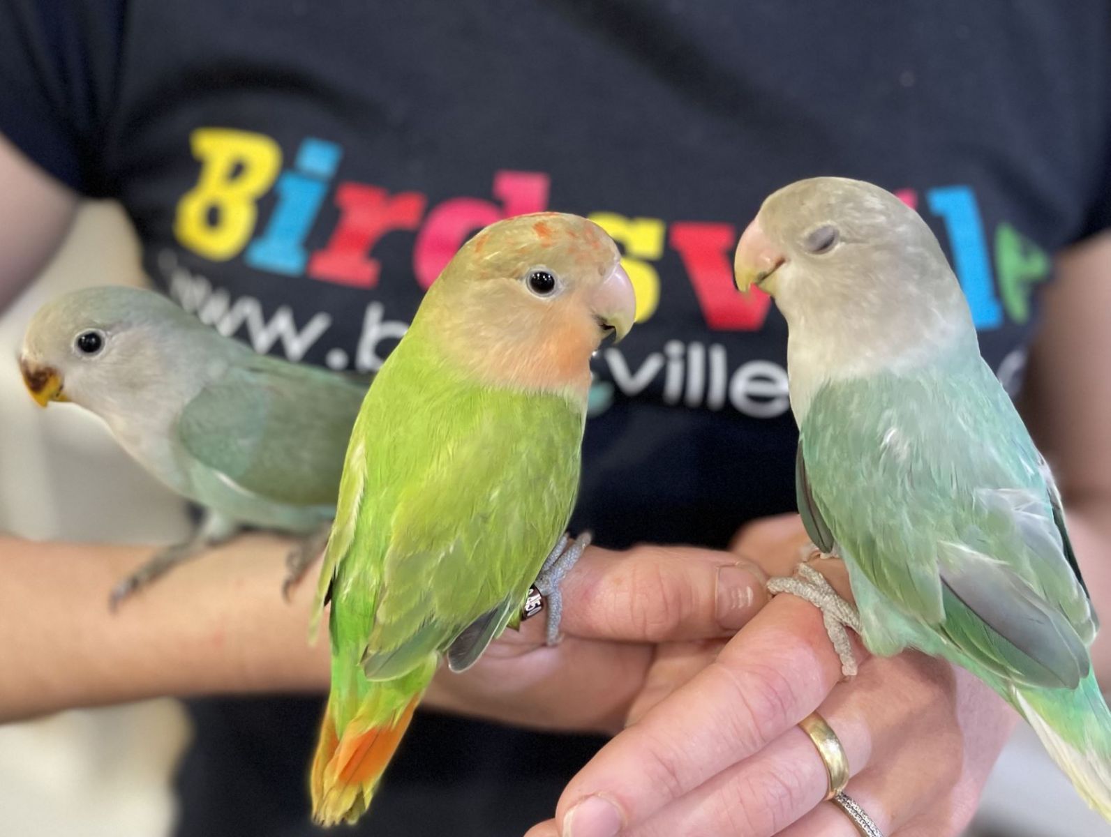 Vẹt Peach Face Lovebird