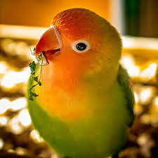 Vẹt Peach Face Lovebird