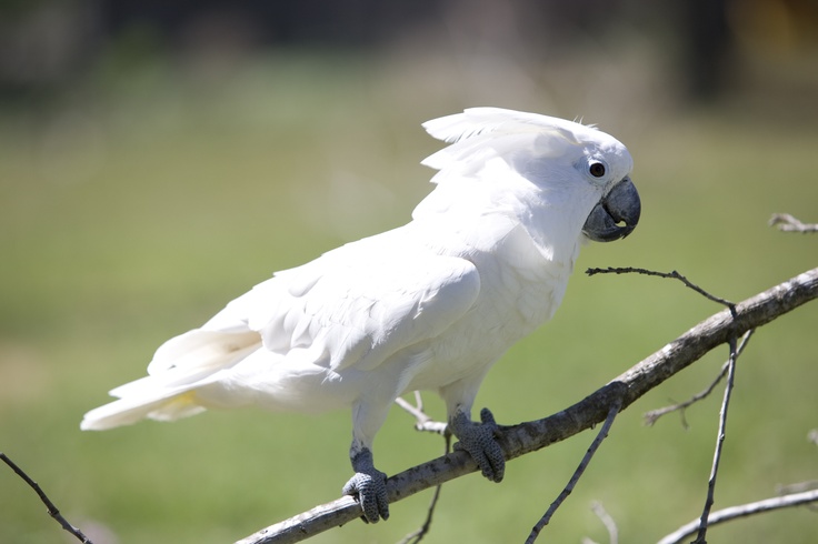 Vẹt Umbrella Cockatoo