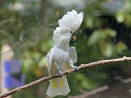 Vẹt Umbrella Cockatoo