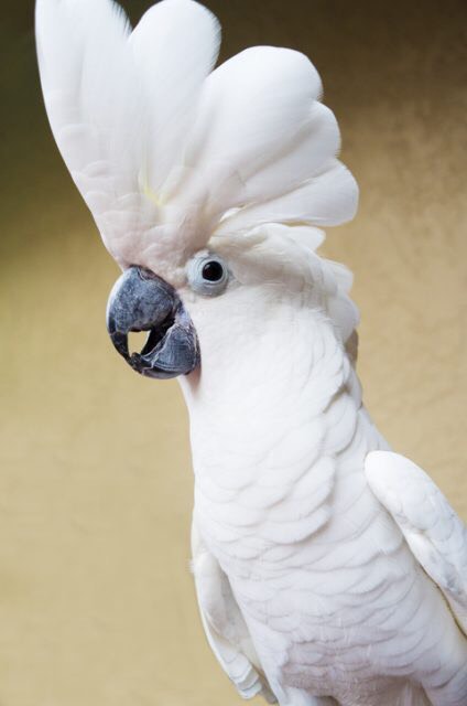 Vẹt Umbrella Cockatoo