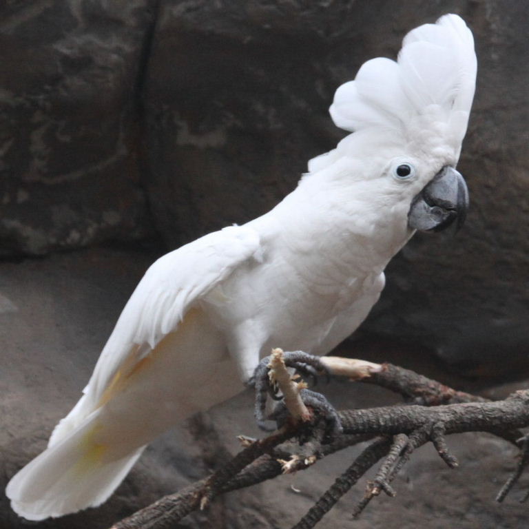 Vẹt Umbrella Cockatoo