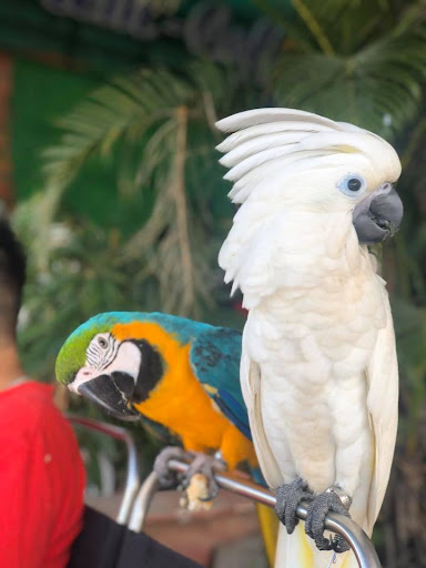 Vẹt Umbrella Cockatoo