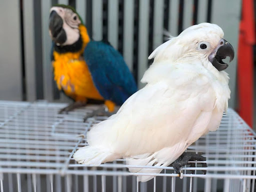 Vẹt Umbrella Cockatoo