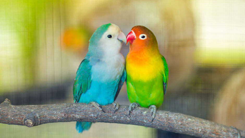 Vẹt lovebird 