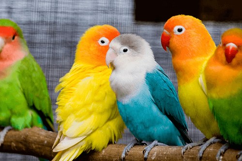 vẹt lovebird