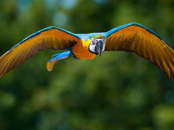 Vẹt lovebird 