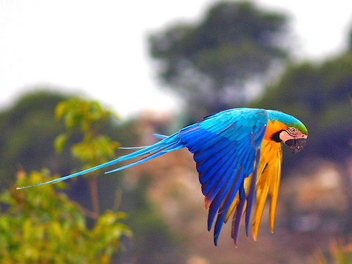 vẹt lovebird