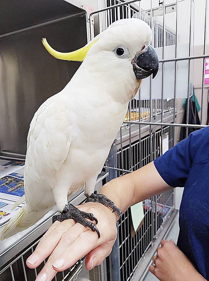 Vẹt mào Cockatoo