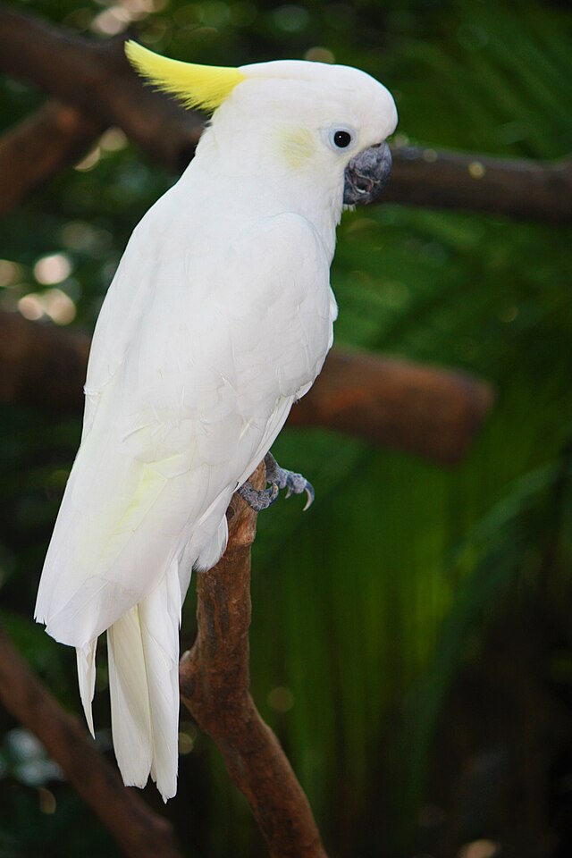 Vẹt mào Cockatoo