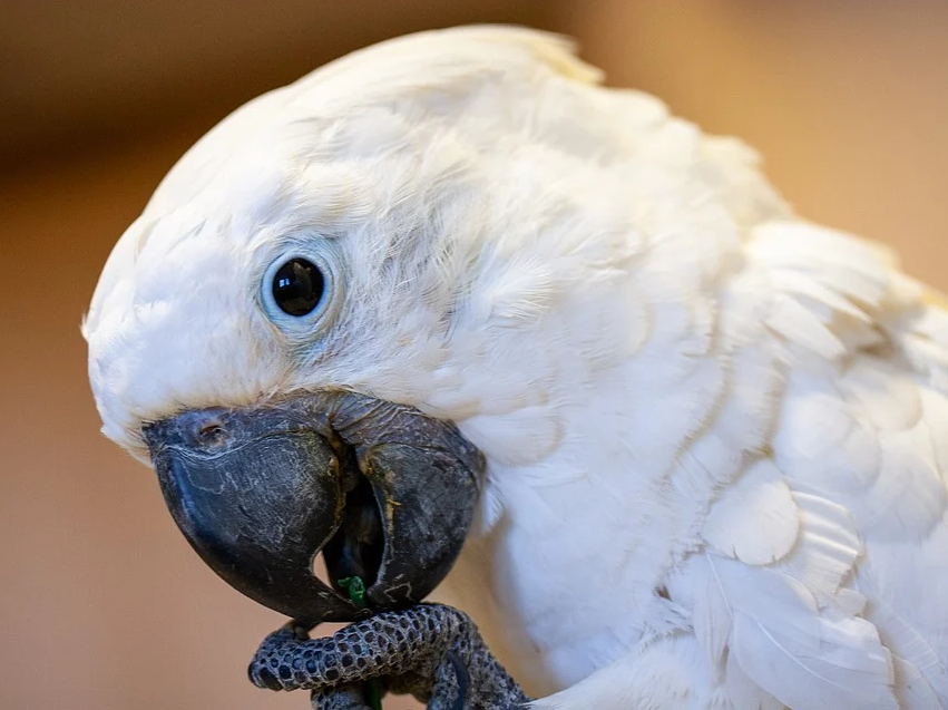 Vẹt mào Cockatoo