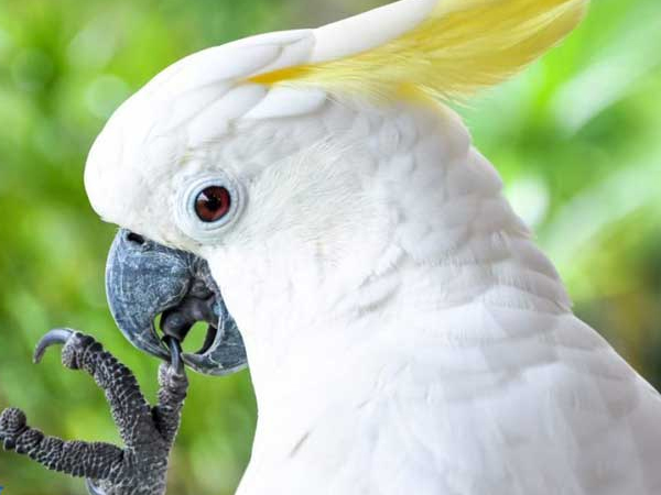 Vẹt mào Cockatoo