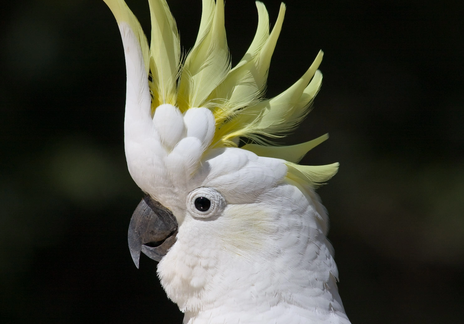 Vẹt mào Cockatoo