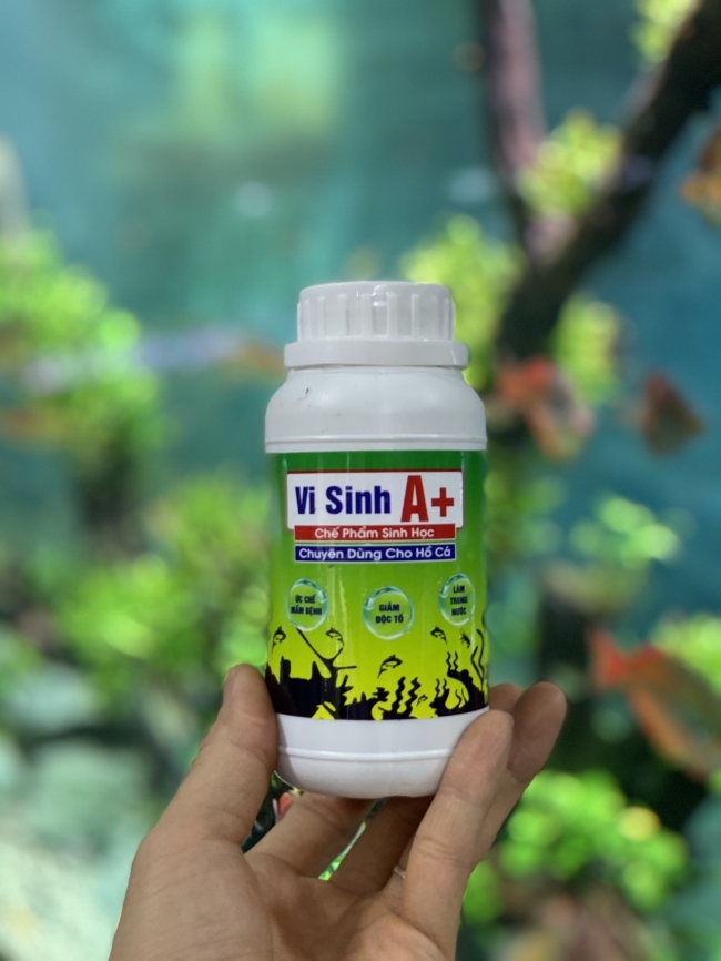 Vi sinh A+ – Chế Phẩm Vi Sinh Cho Hồ Cá