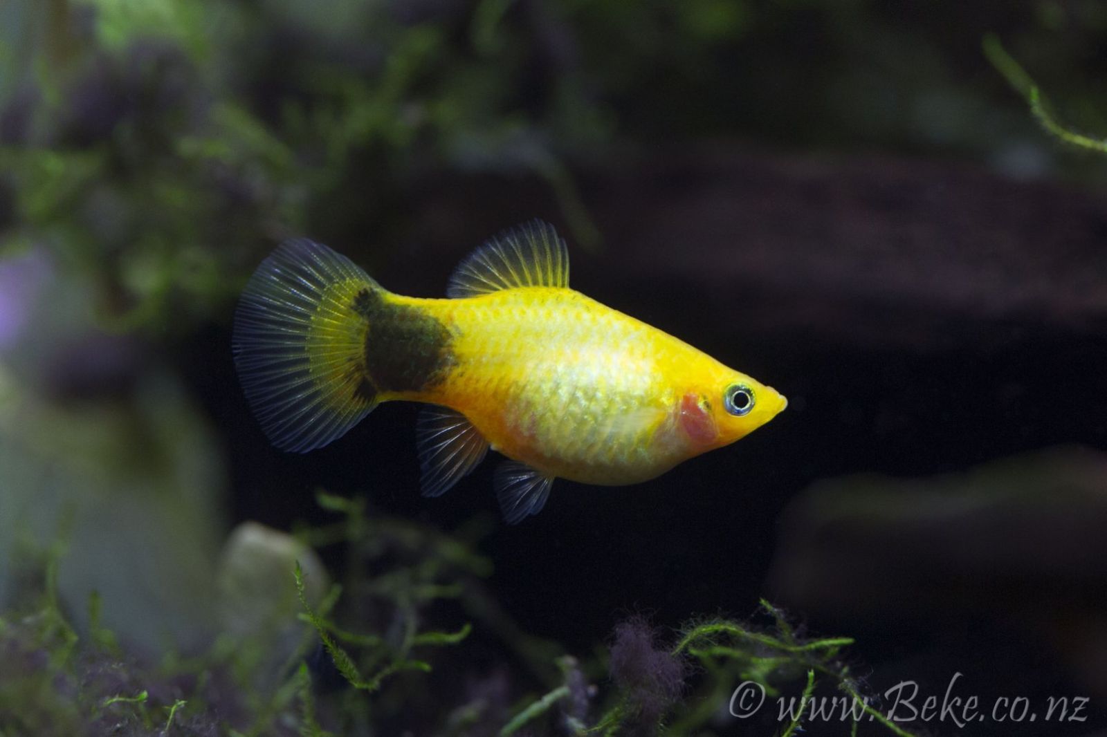 Xiphophorus maculatus Short body