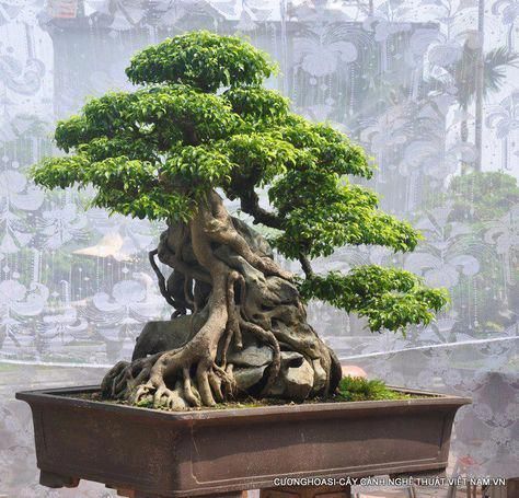 Bonsai