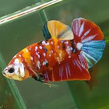 Cá Betta Koi Tiger