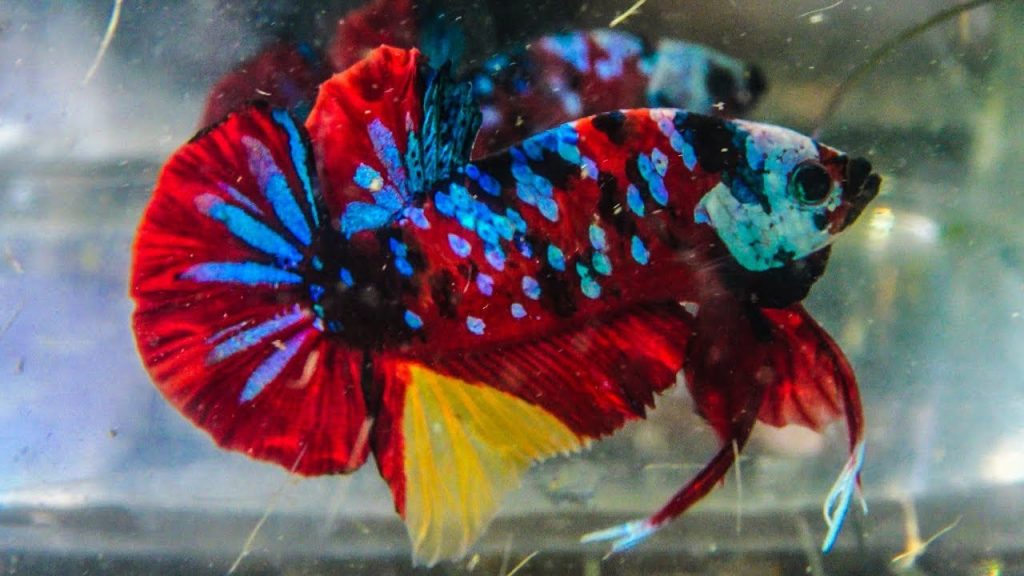 Cá Betta Koi Tiger