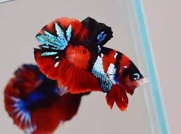 Cá Betta Koi Tiger