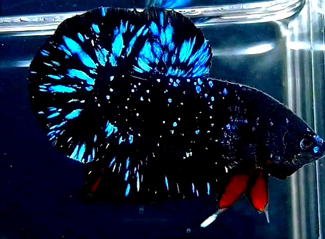 cá betta galaxy black blue