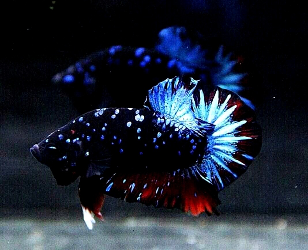 cá betta galaxy black blue