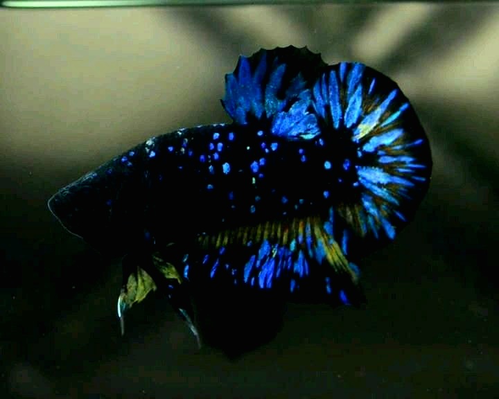 Cá Betta Black Blue Galaxy