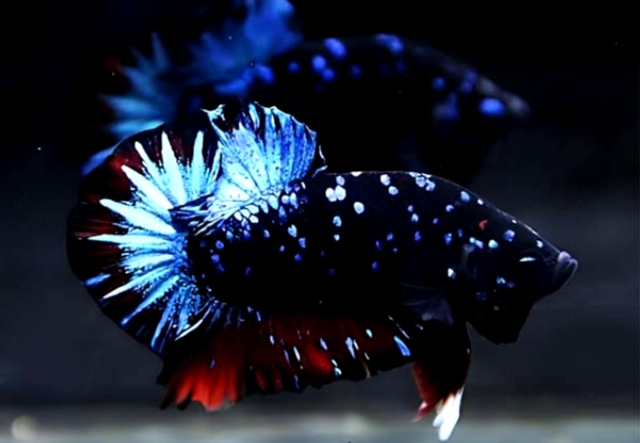 Cá Betta Black Blue Galaxy