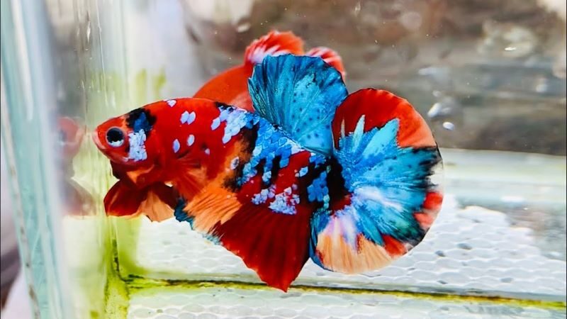 Cá Betta Koi Tiger