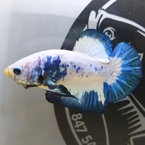 cá betta marble