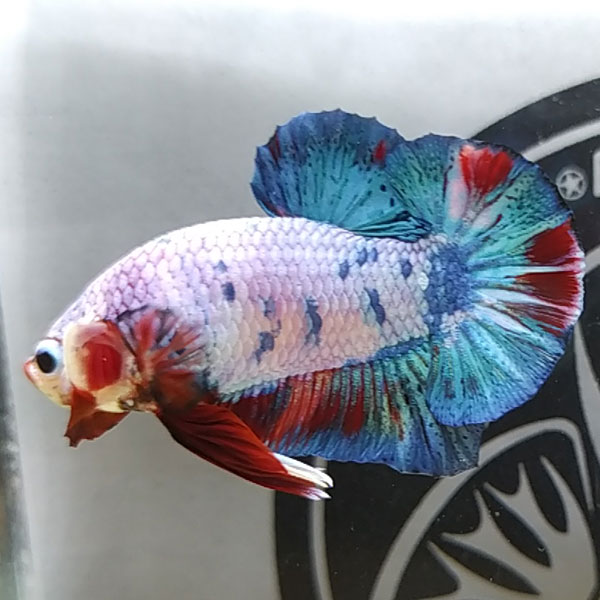 Cá Betta Marble