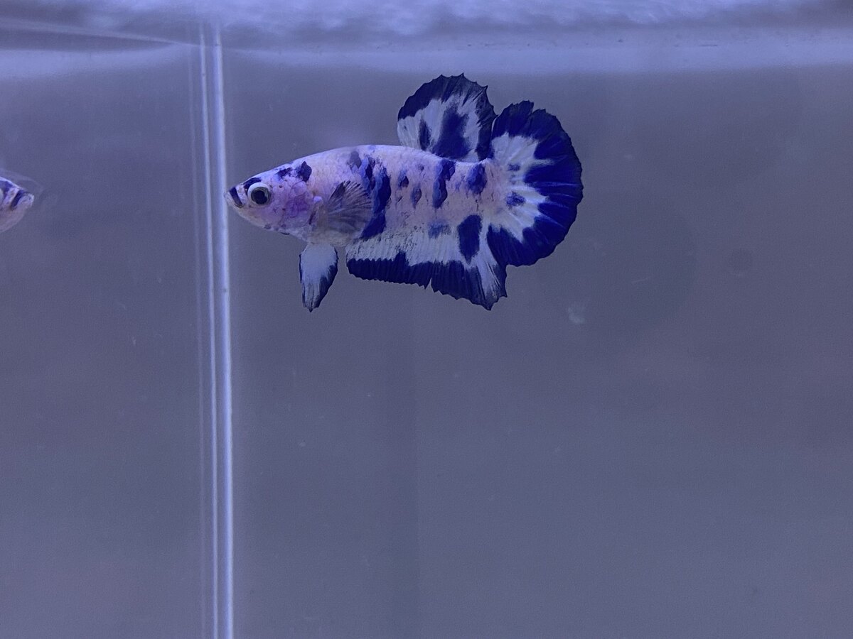 Cá Betta Marble