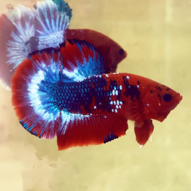 Cá Betta Red Fancy Star